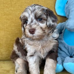 Knight - Merle male Goldendoodle puppy in Brooklyn, New York from Doodle of NY
