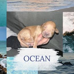 Ocean - Apricot female Goldendoodle puppy in Prosperity, Pennsylvania from Stelladoodles & Company