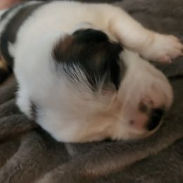 Saint Bernard Puppies from Amber's Saint Bernards
