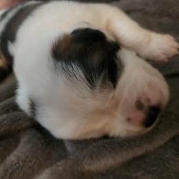 Saint Bernard Puppies from Amber's Saint Bernards