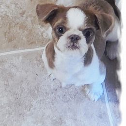 malibu - Shih Tzu