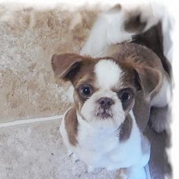 malibu - Shih Tzu