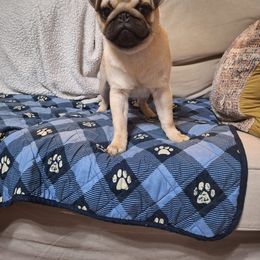 Tobi - Fawn male Pug puppy in Saint Pauls, North Carolina from Copperfield’s Goldens