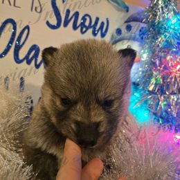 Hans - Gray and white male Siberian Husky puppy in Bingham, Illinois from Siberian Instincts Kennel