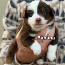 Banana - Red tri female Toy Australian Shepherd puppy in Riverton, Utah from Iron Spirit Homestead & Aussies