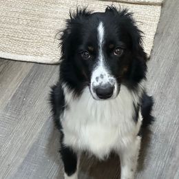 Penny - Miniature American Shepherd