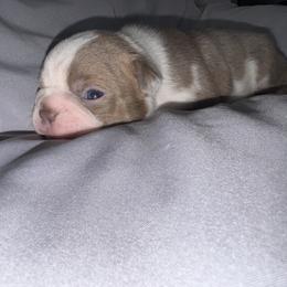 Winter - Lilac male Boston Terrier puppy in Huntington, West Virginia from AKC Moonshine Valley Boston Terriers