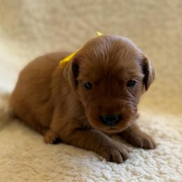 Ginger - Girl - Dark golden female Golden Retriever puppy in La Verne, California from 4LoveofGoldens