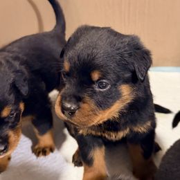 Dasher - Black and mahogany male Rottweiler puppy in Hillsville, Pennsylvania from German Select Rottweilers