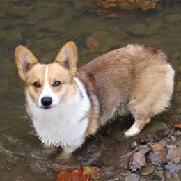 Sam Houston - Pembroke Welsh Corgi