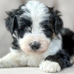 Dime - Black tri-color male Aussiedoodle puppy in Granbury, Texas from Triple Cross Doodles