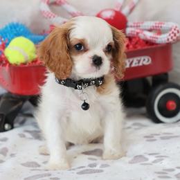 Charlie - Blenheim male Cavalier King Charles Spaniel puppy in Green Forest, Arkansas from Horseshoe Drive Kennel