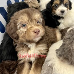 Aussiedoodle and Goldendoodle Puppies from Saddle Hill Farms