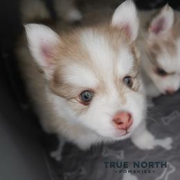 Austin - Red and white male Pomsky puppy in Olathe, Kansas from True North Pomskies