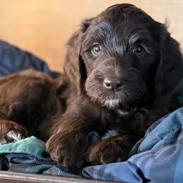 Big Bend - Chocolate male Labradoodle puppy in Lubbock, Texas from Lucky Labradoodles
