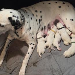 Boy 1 - White and black male Dalmatian puppy in Palmer, Massachusetts from Delaney's Dalmatians 2