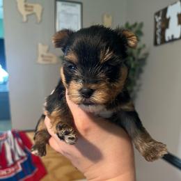 Dwele - Black and tan male Yorkshire Terrier puppy in Beavercreek, Ohio from The Yorkie Den, LLC