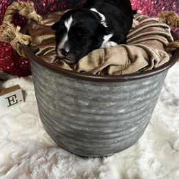 Aussiedoodle Puppies from Soap Creek Kennels