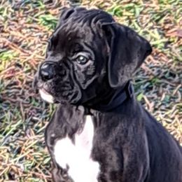 Black collar - Brindle Boxer puppy in Franklin, Georgia from Lakeside Kennels of Franklin