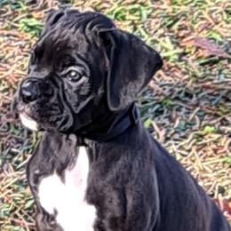 Black collar - Brindle Boxer puppy in Franklin, Georgia from Lakeside Kennels of Franklin