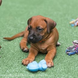 Rhodesian Ridgeback Puppies from Chicora Rhodesian Ridgebacks