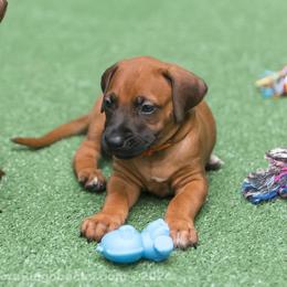 Rhodesian Ridgeback Puppies from Chicora Rhodesian Ridgebacks