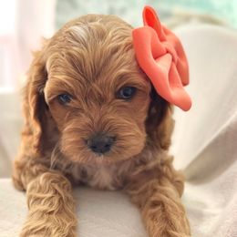 Marigold - Golden female Cockapoo puppy in Ville Platte, Louisiana from The Barkery