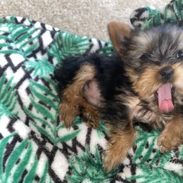 Yorkshire Terrier Puppies from Yorkie CuteNess!