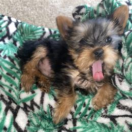 Yorkshire Terrier Puppies from Yorkie CuteNess!
