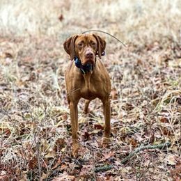 Six Hitch Copper - Vizsla