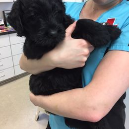 Black Russian Terrier and Cavalier King Charles Spaniel Puppies from Ocean Gem & Guardian Bears