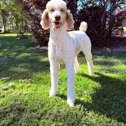 Whiskey - Poodle