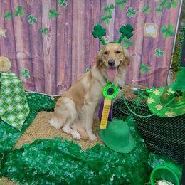 Ezme - Golden Retriever
