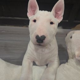Bull Terrier Puppies from KBs. Bull Terriers