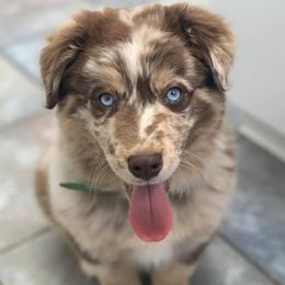 Lori - Miniature Australian Shepherd