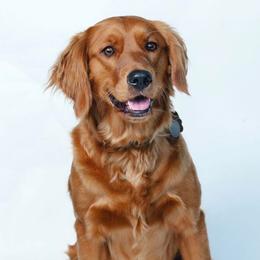 Olive - Goldendoodle