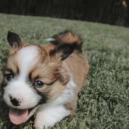American Corgi and Pembroke Welsh Corgi Puppies from Witch Creek Corgis