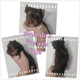 Luna - Chocolate and tan female Yorkshire Terrier puppy in Wartburg, Tennessee from Amanda's Precious Pups