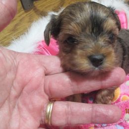Yorkshire Terrier Puppies from Grandma's Yorkie Cottage
