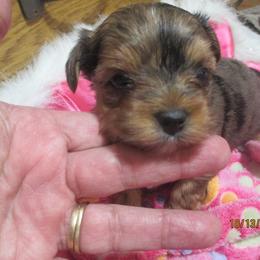 Yorkshire Terrier Puppies from Grandma's Yorkie Cottage