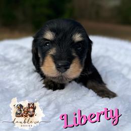 Liberty SILKY WIRE - Black and cream female Dachshund puppy in Alto, Texas from Double W Doxies