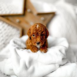 Timon - Red  male Goldendoodle puppy in Springville, Utah from Happy Doodle