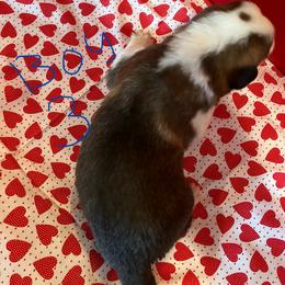 Dot - Red and white male Saint Bernard puppy in New Sharon, Maine from Kimball Pond  Saint Bernards