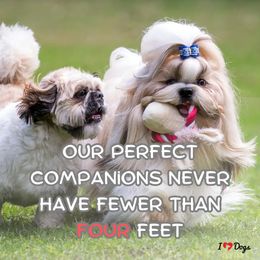 Shih Tzu Puppies from N.F.S.T Imperial ShihTzu Puppies.