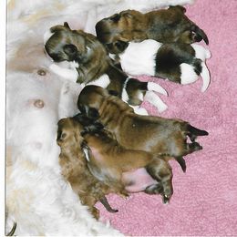 Shih Tzu Puppies from Shih Tzu Dreams Come True