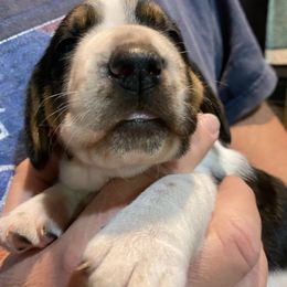 Basset Hound Puppies from 5th Day Farm