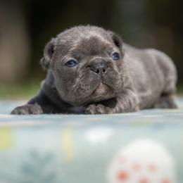 Daisy - Blue female French Bulldog puppy in Cecil County, Maryland from Nitro’s Bullies