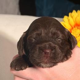 Chocolate Boy - Chocolate male Australian Labradoodle puppy in Saint Louis, Missouri from Gateway Australian Labradoodles