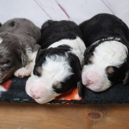 Female 2 - Tri-color female Bernedoodle puppy in Belgreen, Alabama from Scott’s Farm Poodles and Doodles