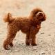 Cooper